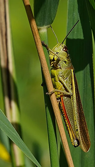Heuschrecke