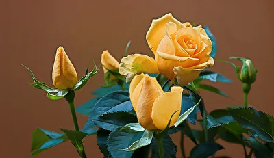Königin der Blumen