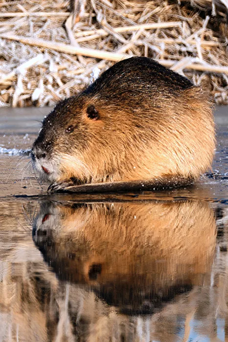 "Spiegelnutria"