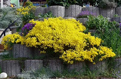 Blumenterrasse