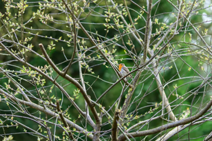Robin