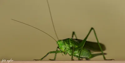 Heuschrecke