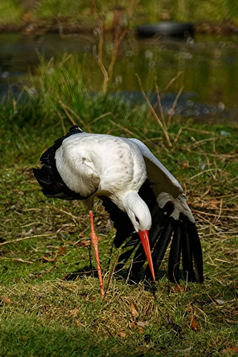 Stork
