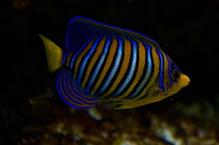 Meerwasserfisch