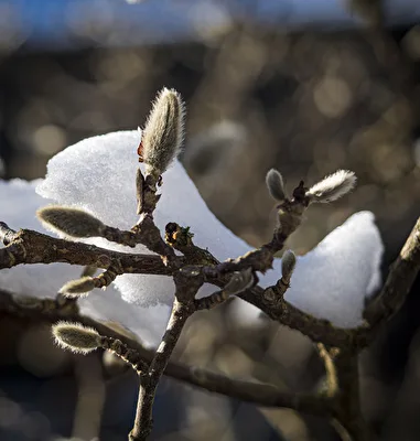 Magnolienknospe mit Schneerest