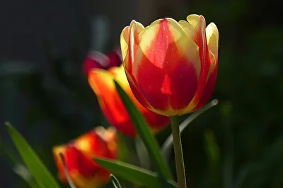 Ein Frühlingsgrus