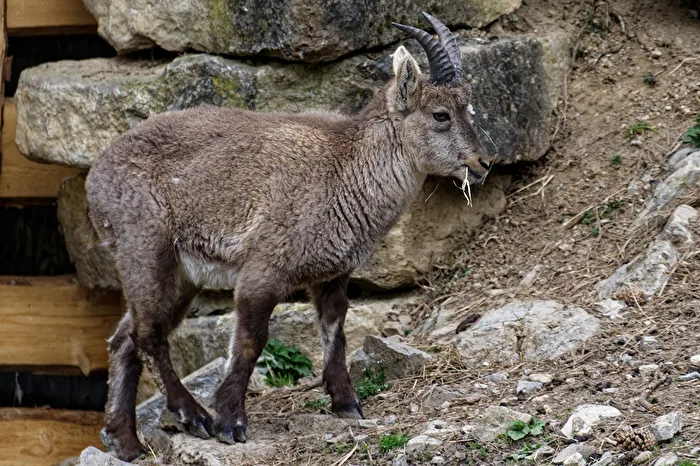 Alpensteinbock
