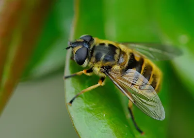 Totenkopfschwebefliege