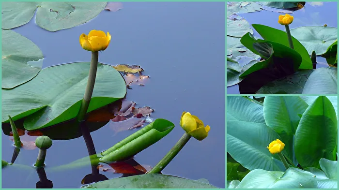 kleine Teichblümchen