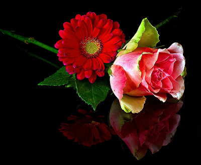 Rose und Gerbera