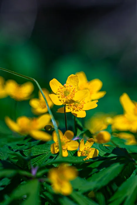 Yellow Anemone