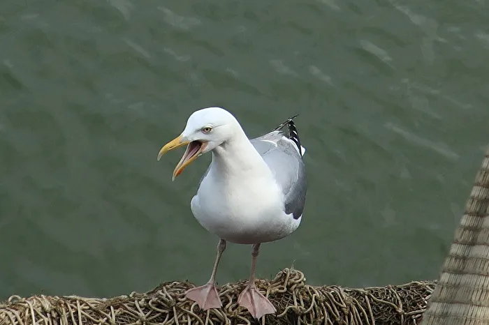 Stressed Seagull