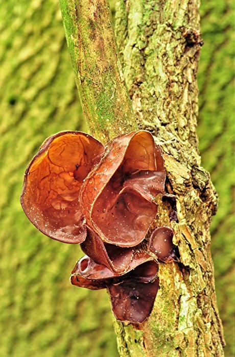 " Wir hören alles "