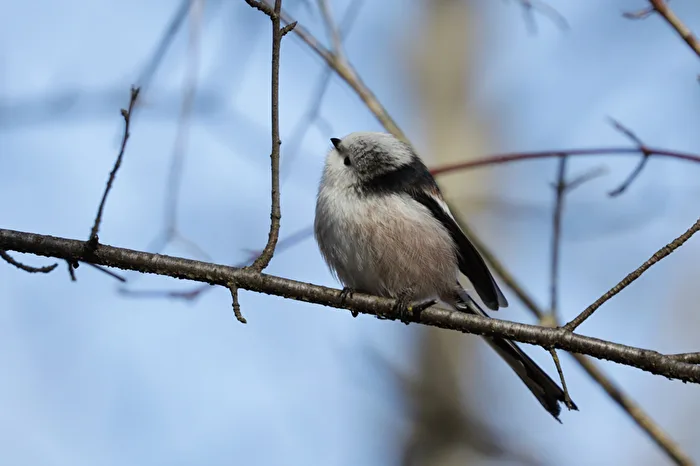 Long-tailed Tit
