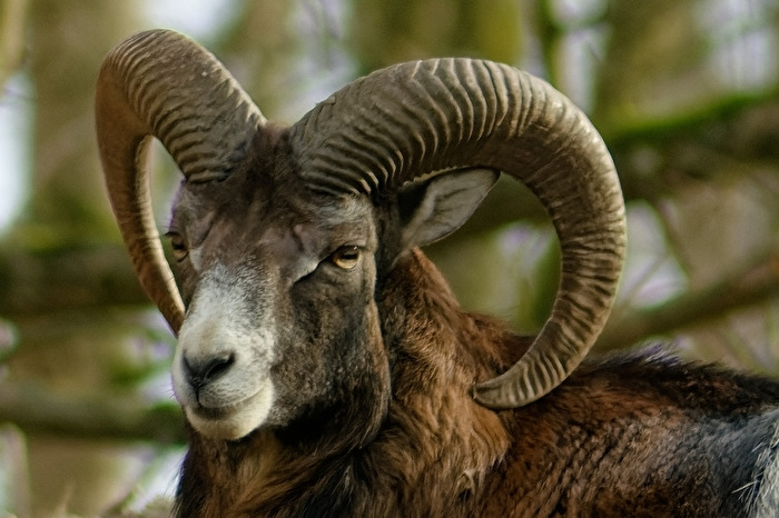 Mufflon