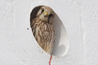 Turmfalke
