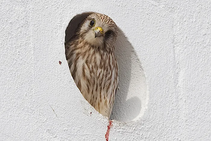 Turmfalke