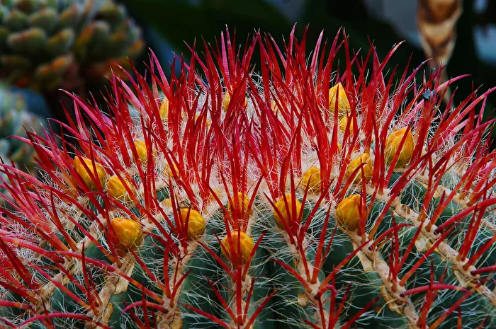 Prickly
