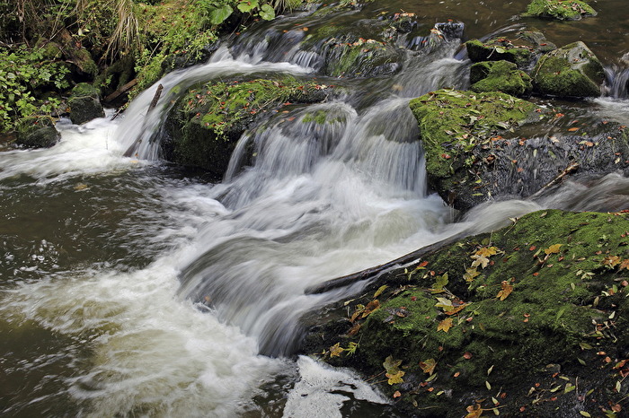 Bach im Schwarzwald