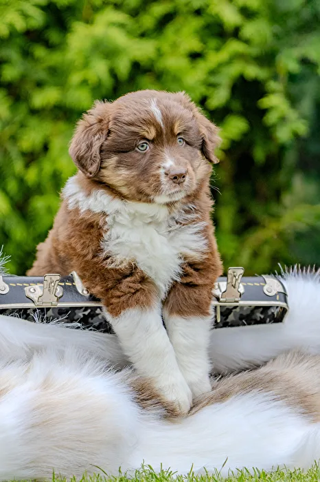 Puppy shooting