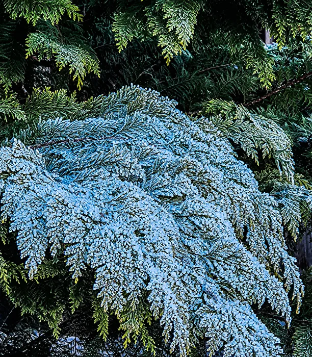 Hoarfrost
