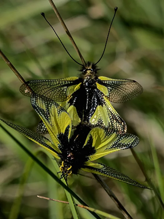 Libelloides coccajus