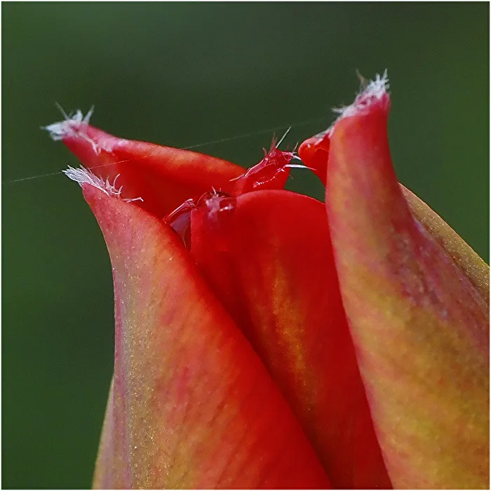 Barb tulip