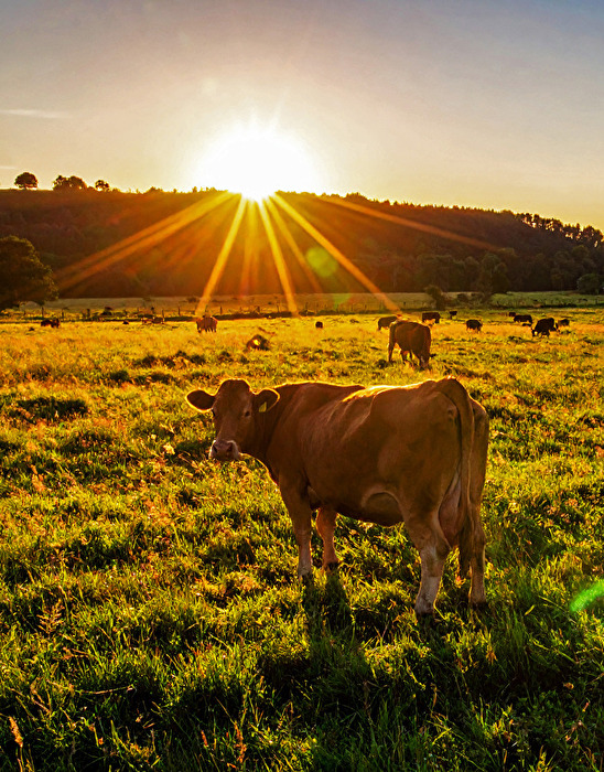 Die Kuh im Abendrot…
