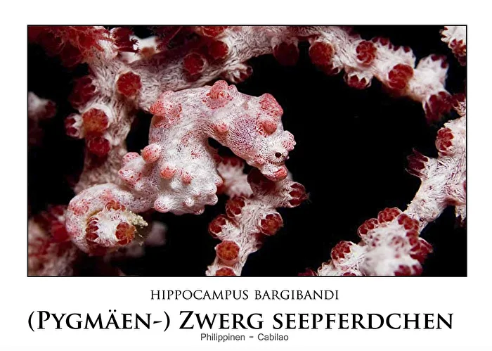 Zwerg-Seepferdchen