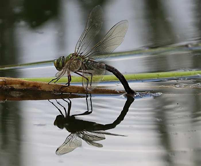 Eiablage einer Libelle