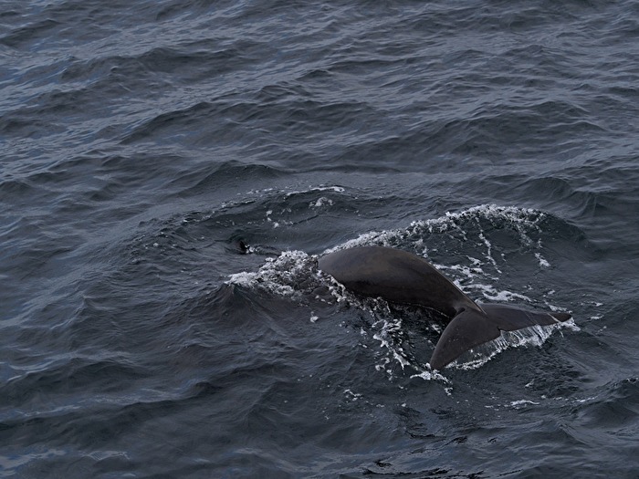 Meer - Whalewatching vor Andenes
