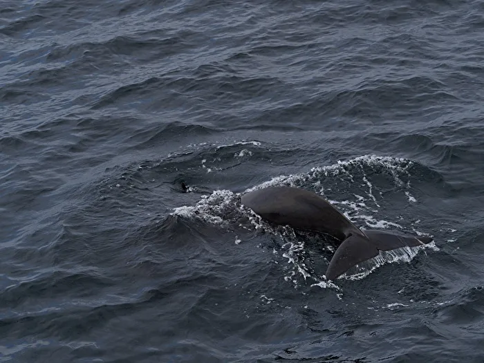 Sea - Whalewatching near Andenes
