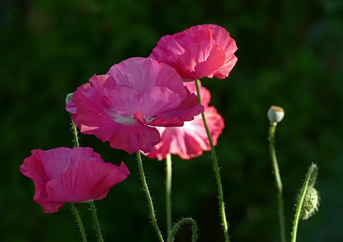 Mohnblüten