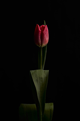 Tulpen-Fineart 04