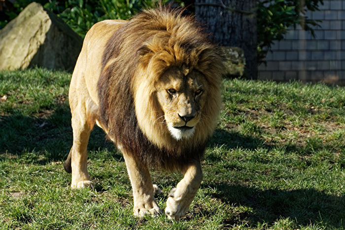 Löwe