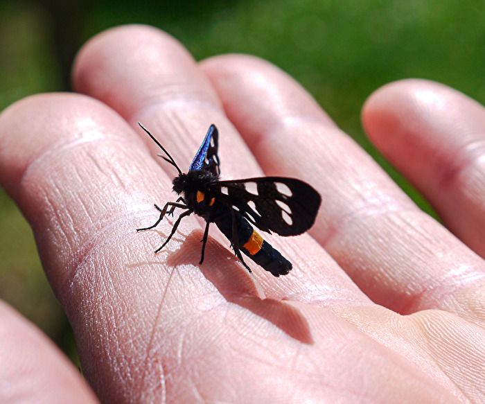 Weißfleck-Widderchen Handzahm
