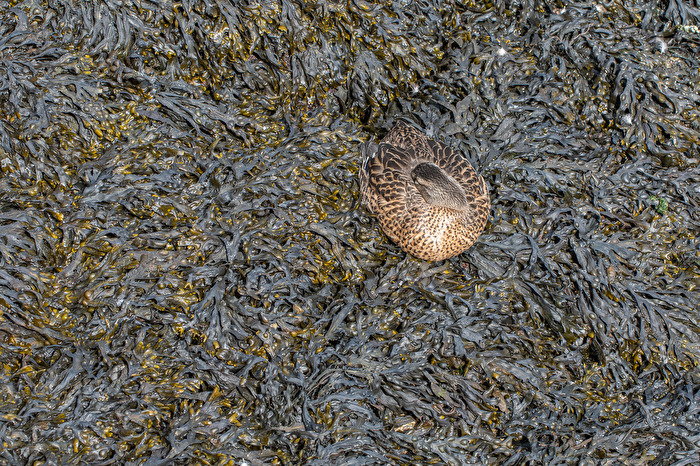 Ente auf Seetang