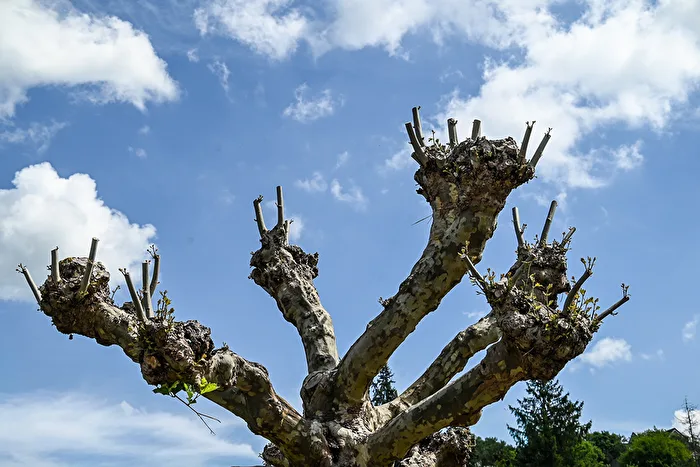 WLAN-Baum