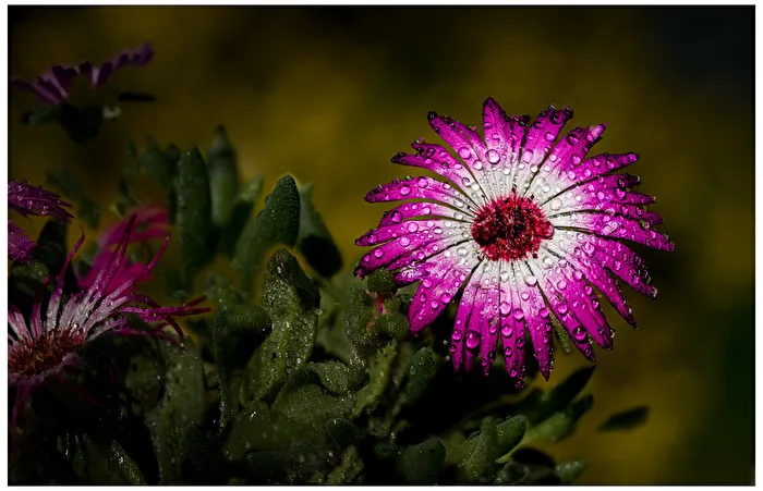 Mittagsblume nach dem Regen