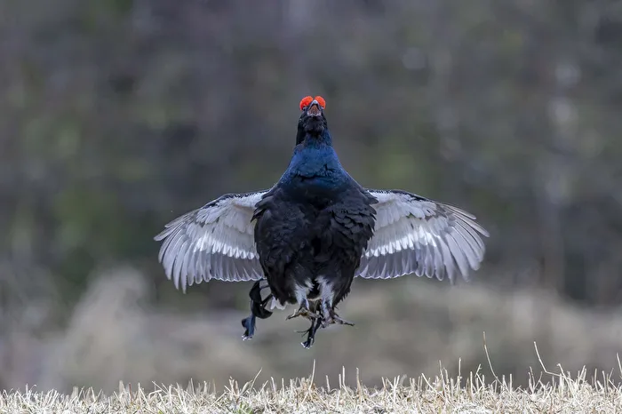 The Magnificent