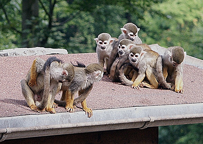 Die Abweichler