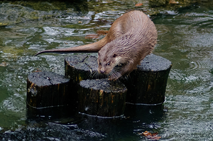 Fischotter