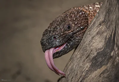 Bääääh !!!