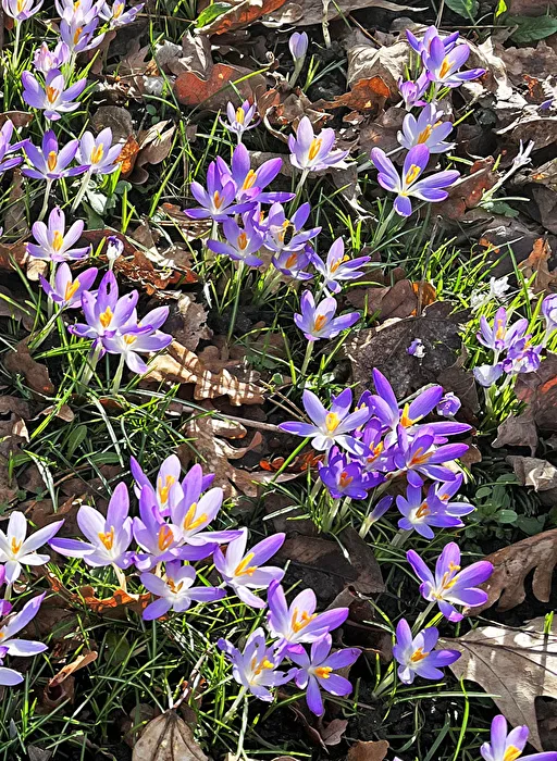 Frühling