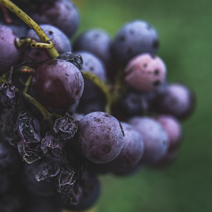 Wein & Trauben