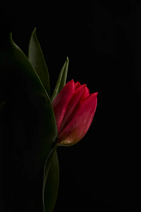 Tulpen-Fineart 02