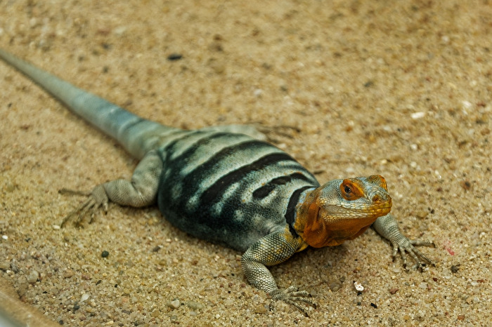 Blauer Felsenleguan