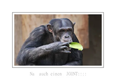 der lustige...