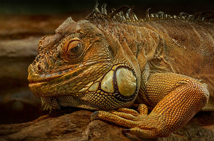 Iguana iguana