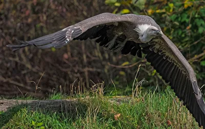 Gänsegeier HDR